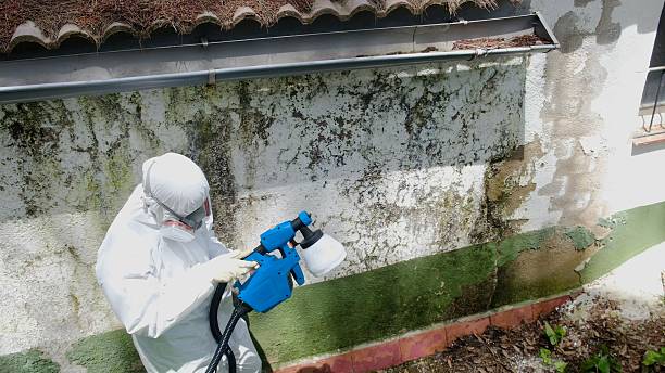 Trusted Mold Remediation service in Hurst, TX - Cheap Mold Removal